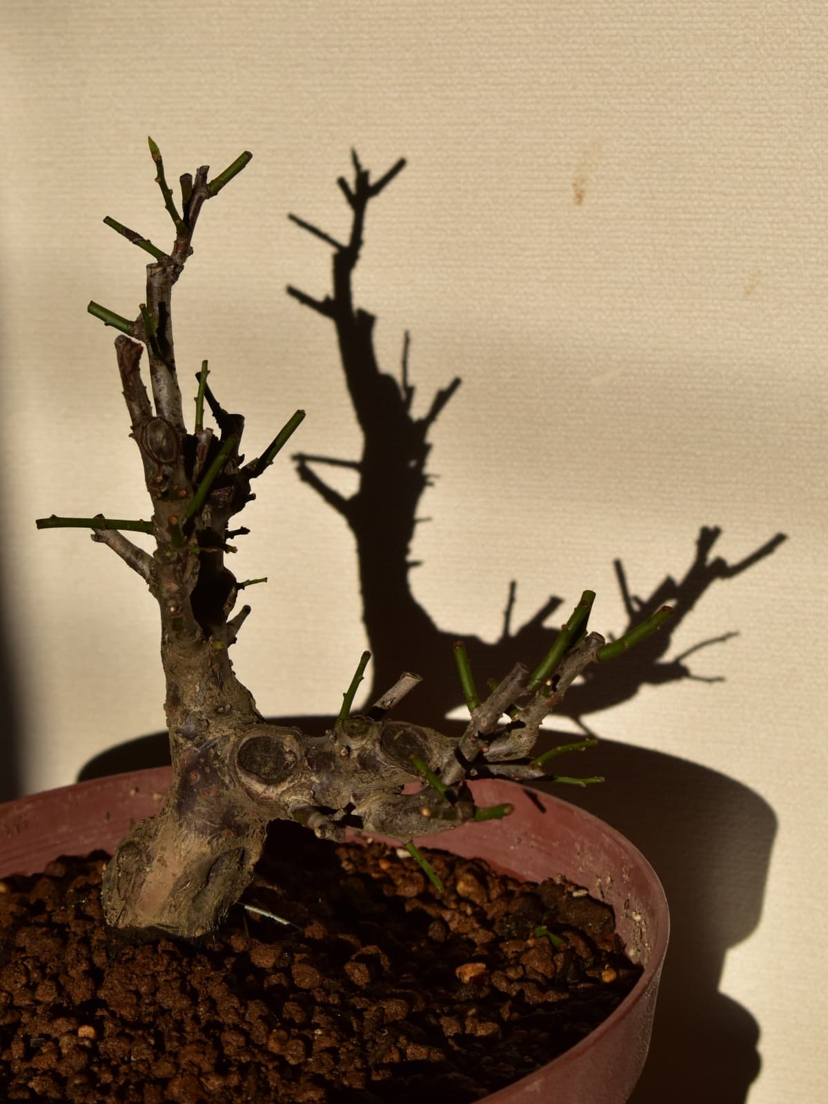 白梅盆栽20210303影