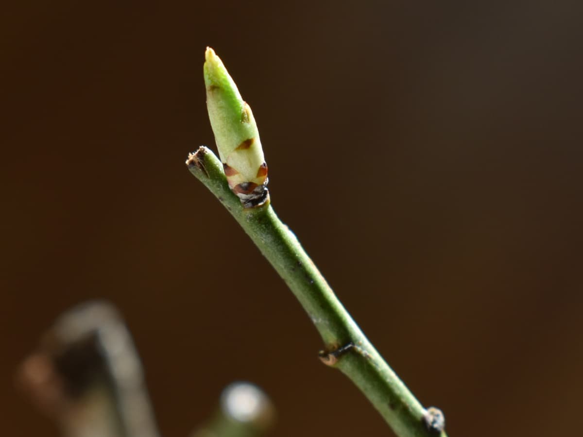 白梅盆栽20210303芽吹き