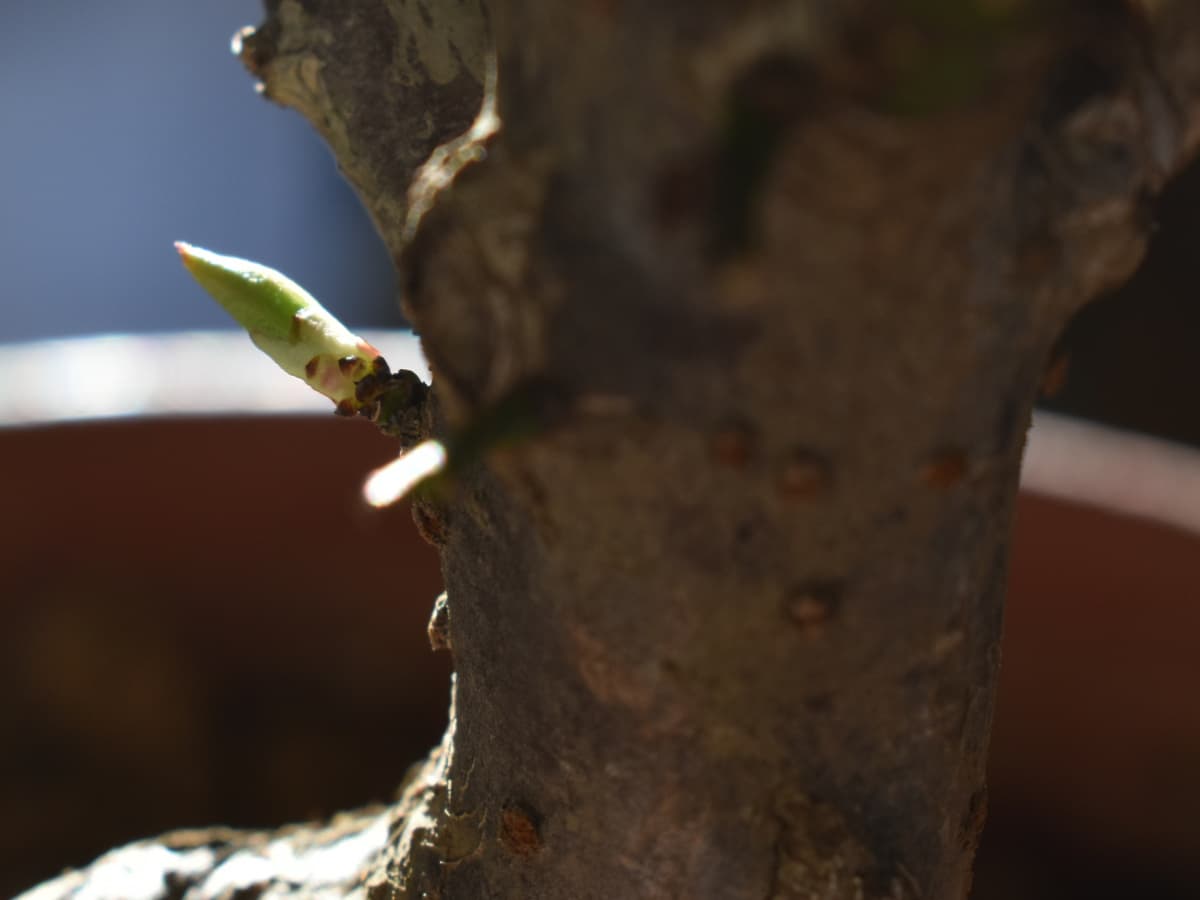 白梅盆栽20210303芽吹き（胴吹き）