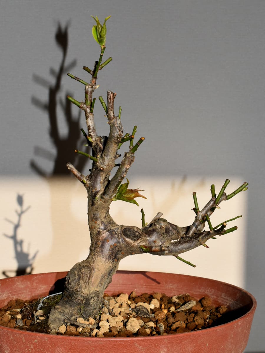 芽吹き始めた梅盆栽20210315-1