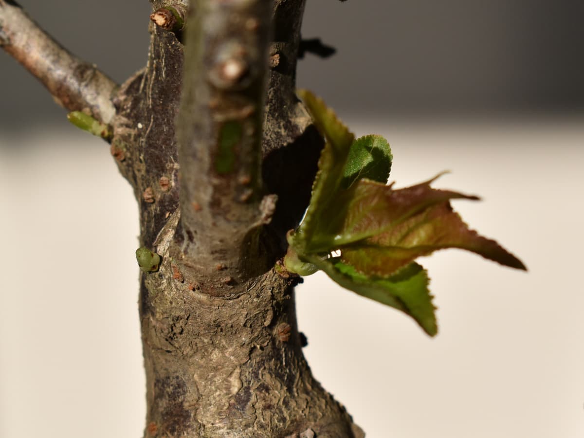 芽吹き始めた梅盆栽20210315-2