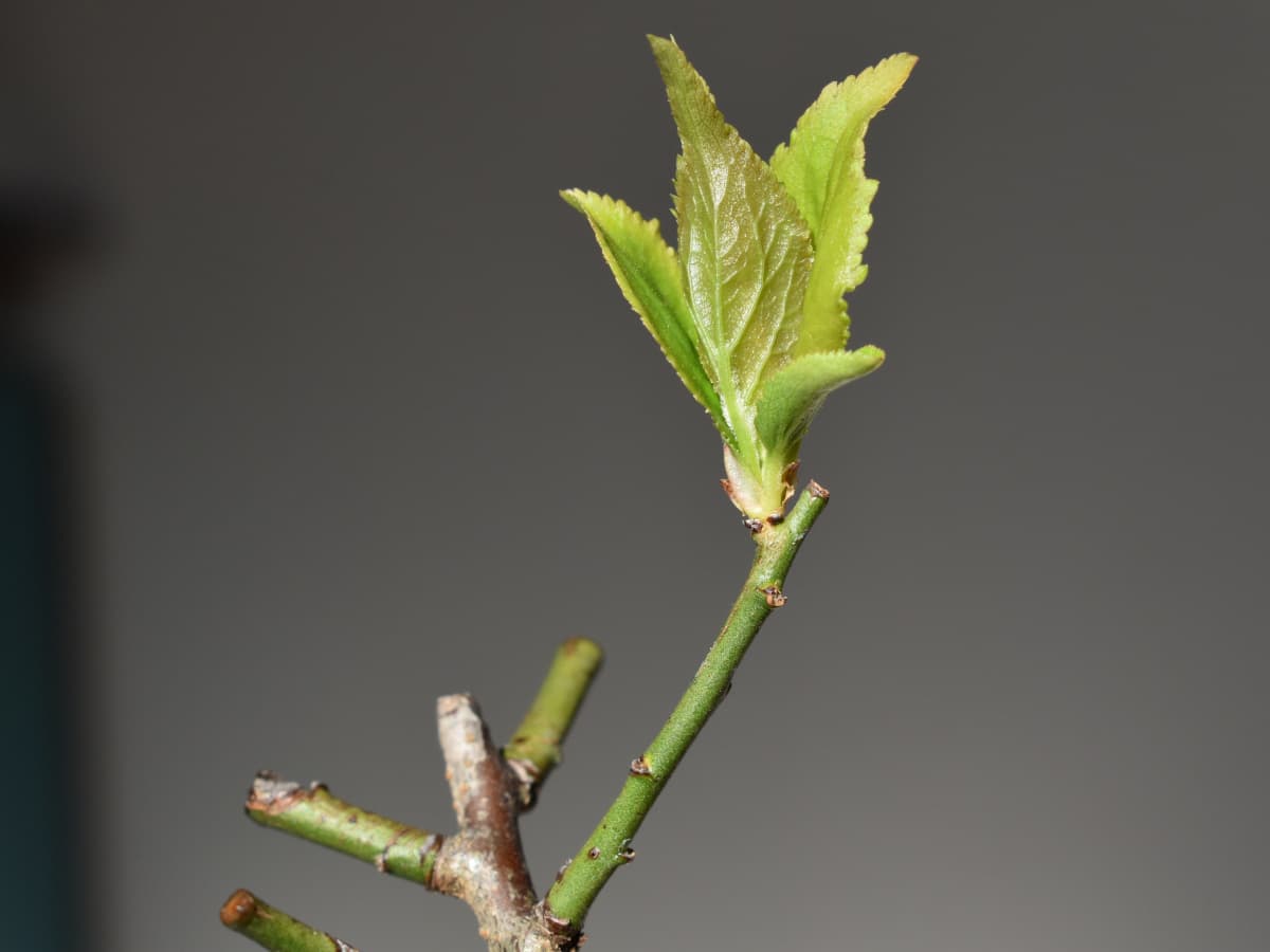 芽吹き始めた梅盆栽20210315-23