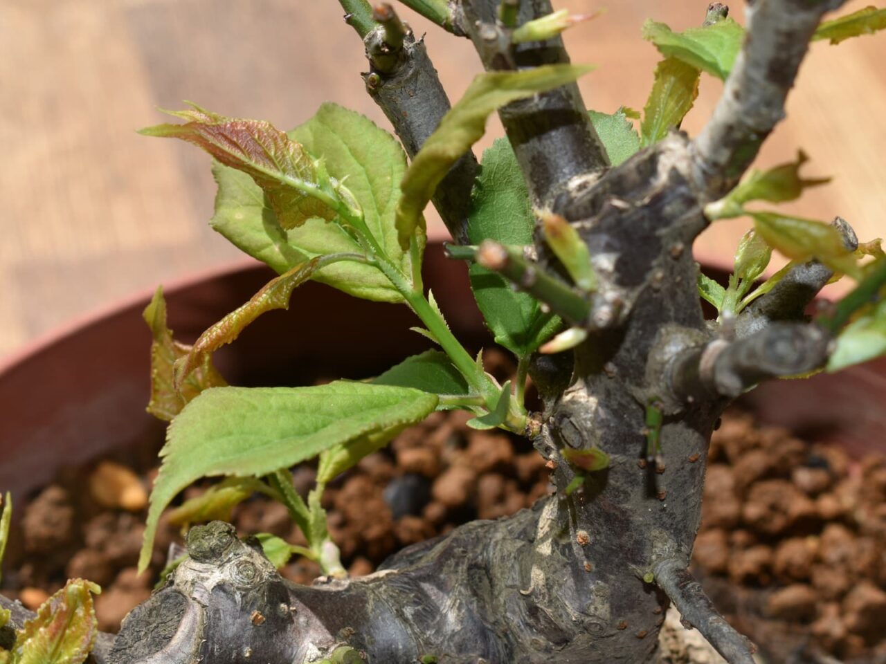 梅盆栽芽吹き20210322-1