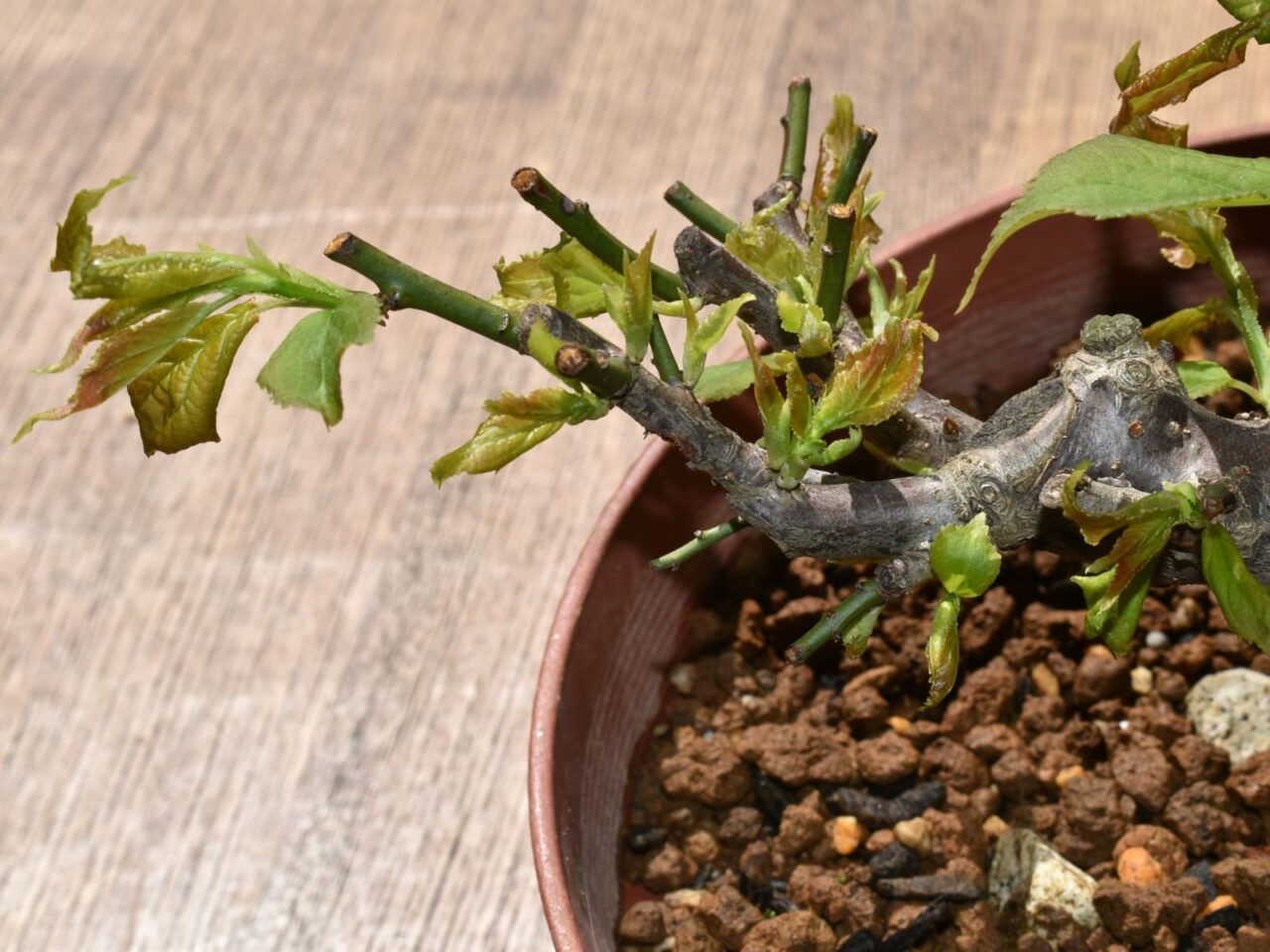 梅盆栽吹き出す新葉20210322-2