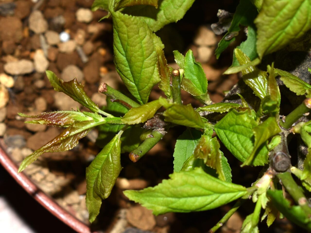 梅盆栽吹き出す新葉20210326-1