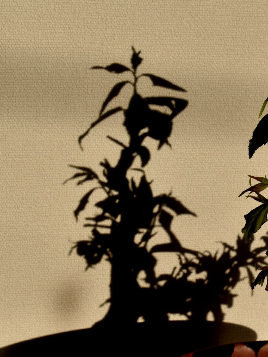 梅盆栽伸びる新枝の影202103