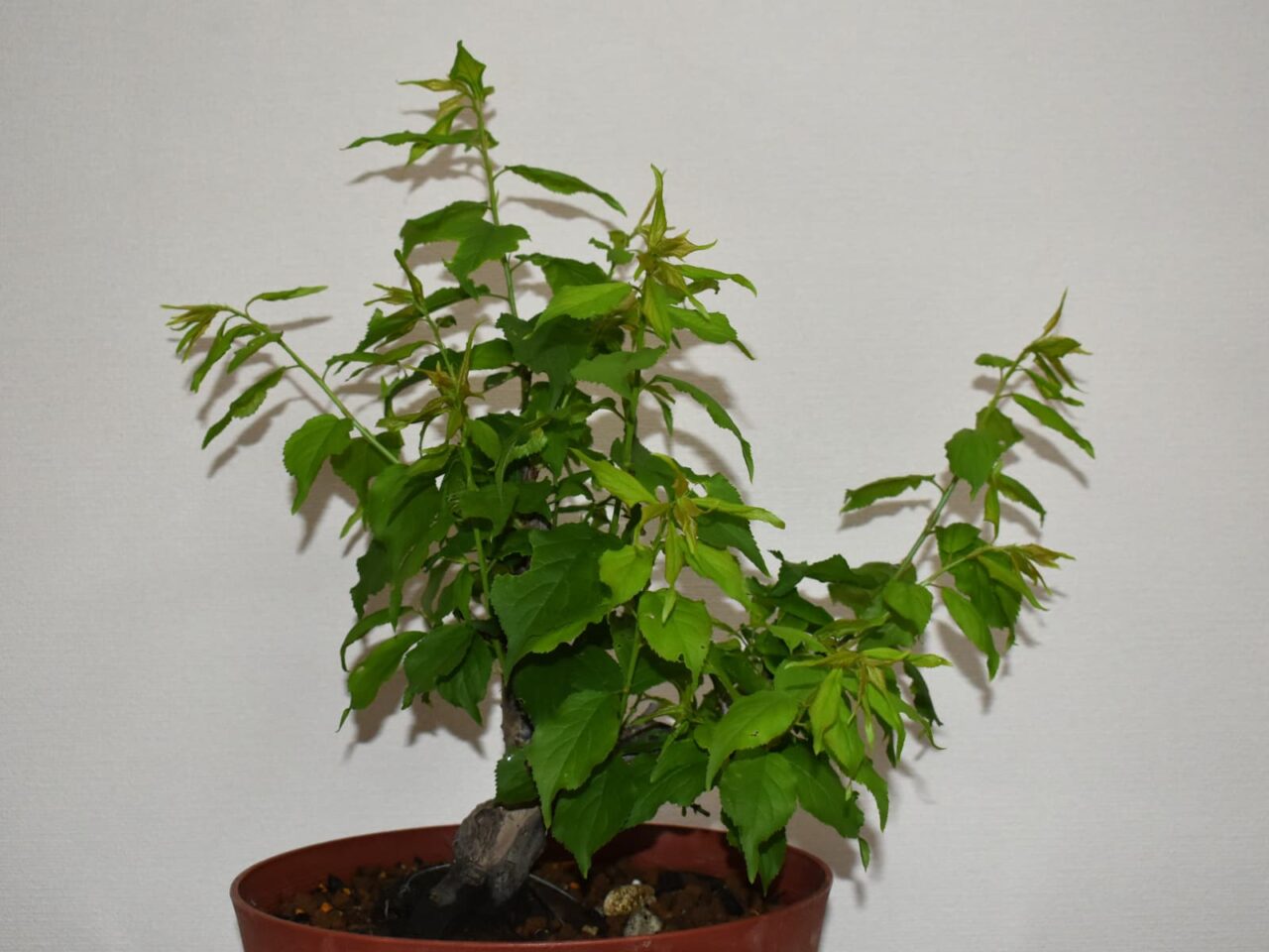 梅盆栽伸びる新枝20210403-1