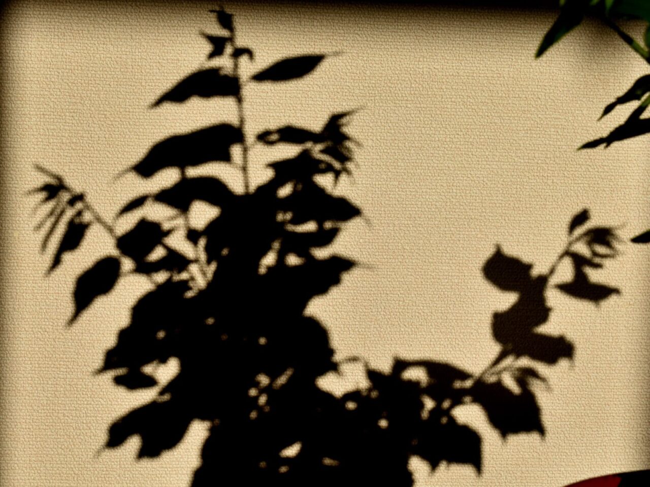 梅盆栽伸びる新枝の影20210403