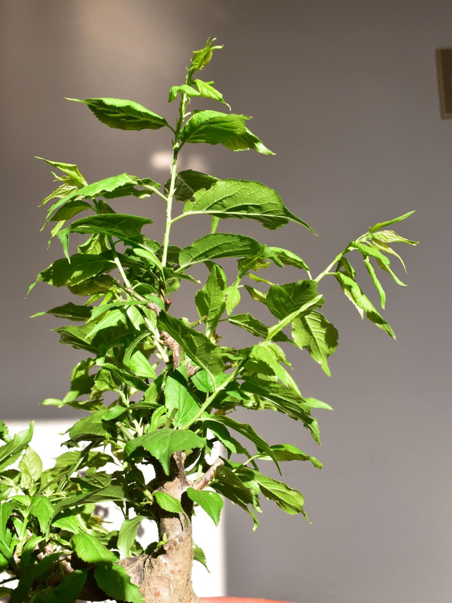 梅盆栽伸びる新枝20210403-4