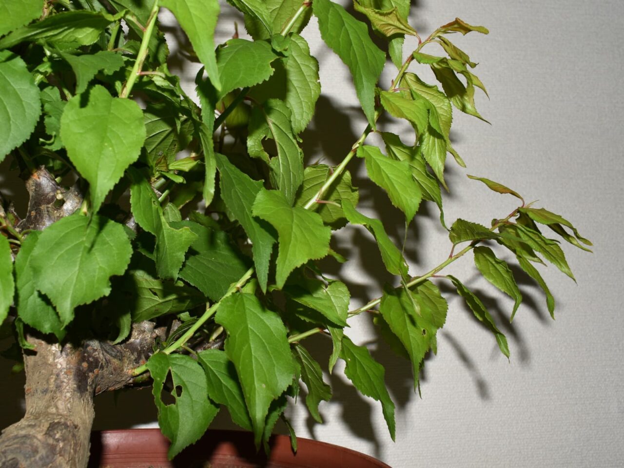 梅盆栽伸びる新枝20210411-1