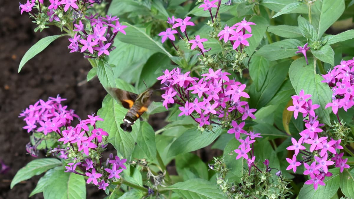 ペンタス（ピンク）の蜜を吸うホシホウジャク1