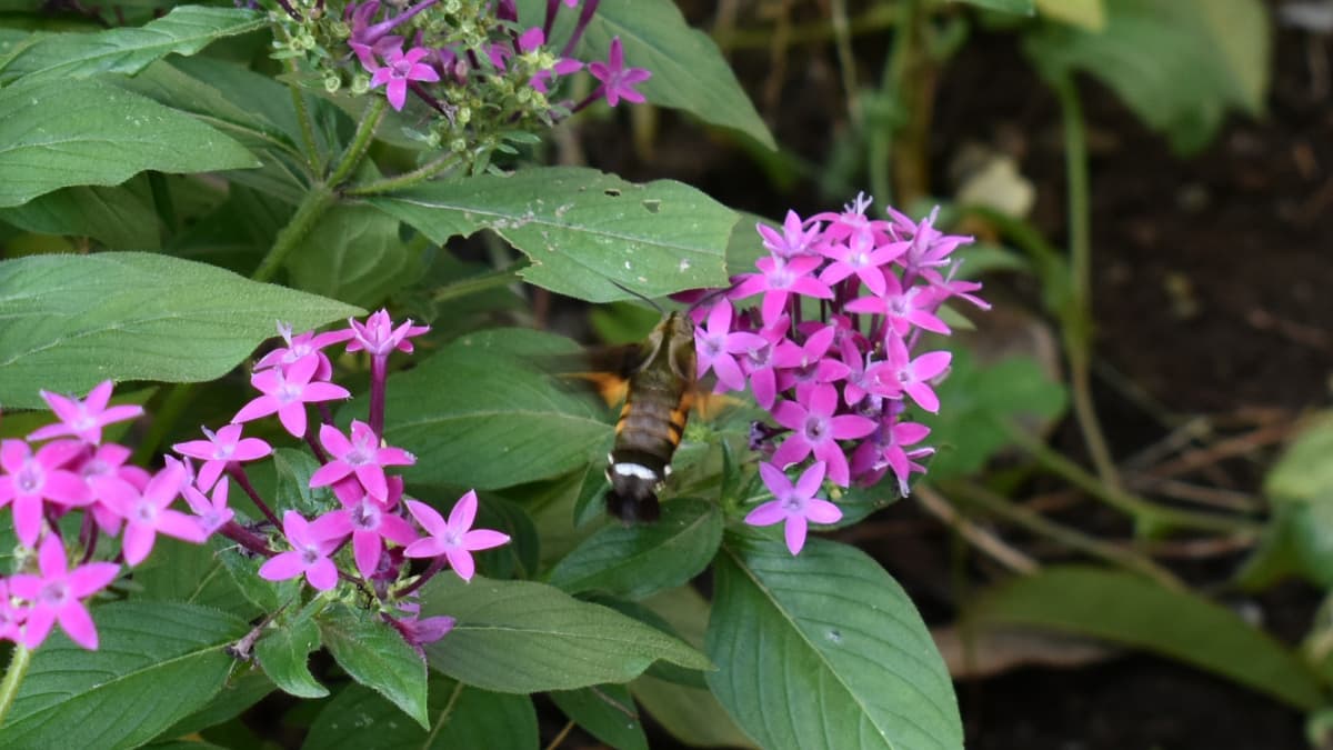ペンタス（ピンク）の蜜を吸うホシホウジャク2