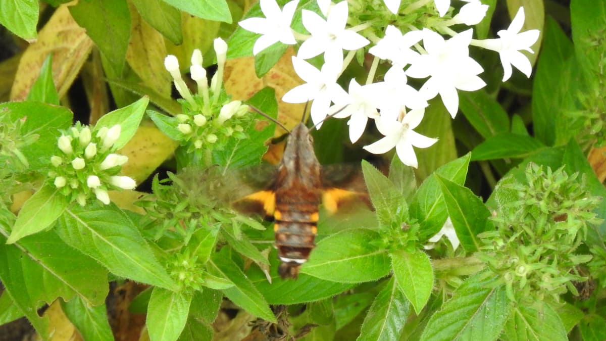 ペンタス（白）の蜜を吸うホシホウジャク1