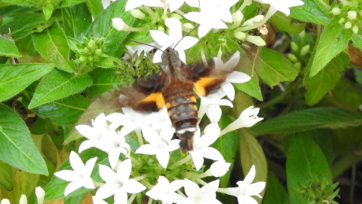 ペンタス（白）の蜜を吸うホシホウジャク2