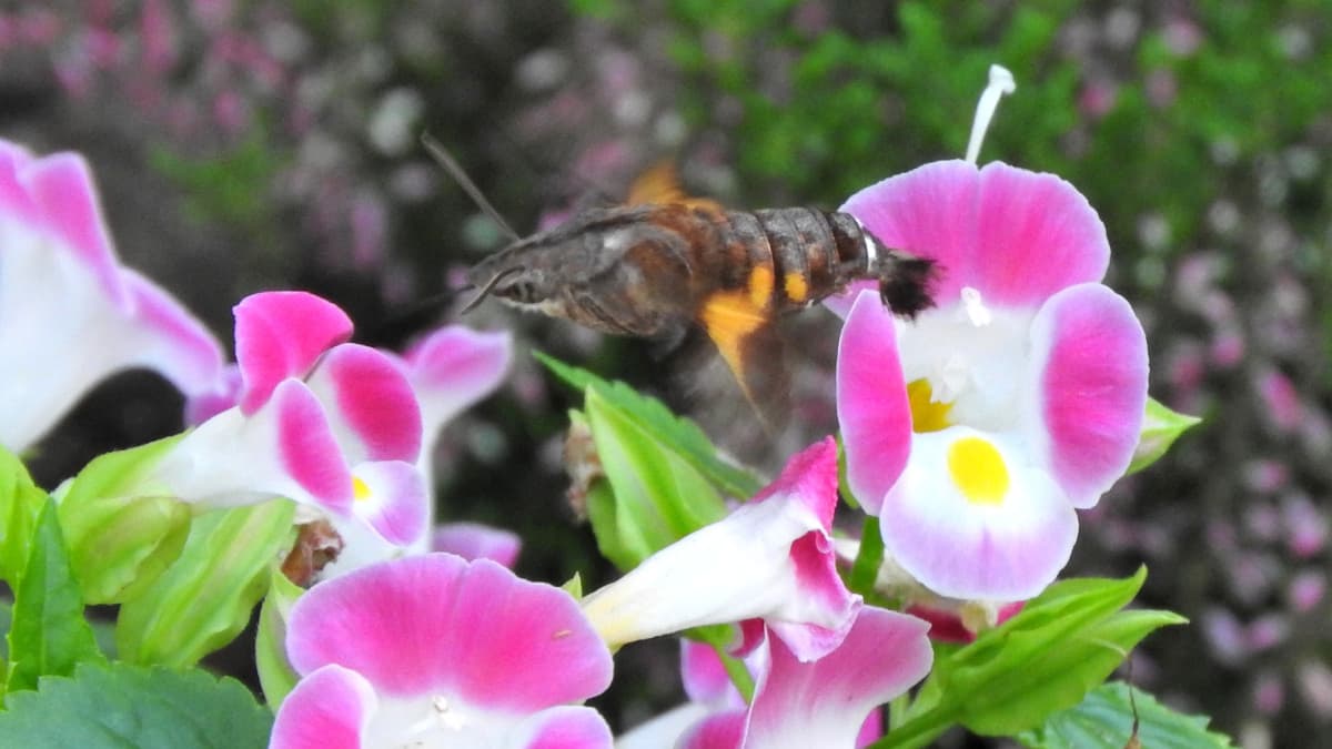 トレニアの蜜を吸うホシホウジャク