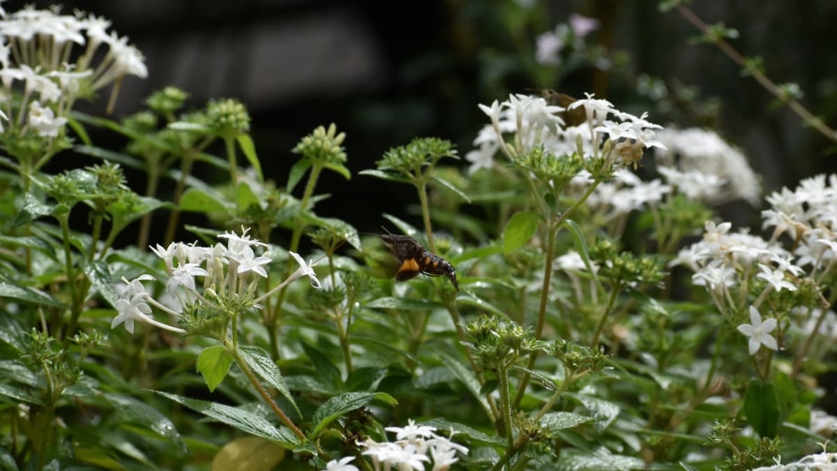 ホシホウジャク202210-01