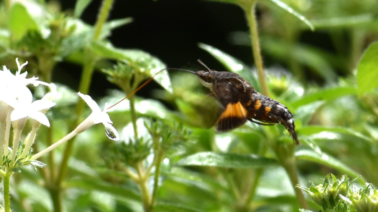 ホシホウジャク202210-02