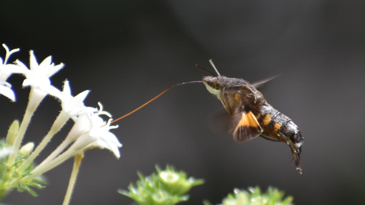 ホシホウジャク202210-03ホバリングして長いストローでペンタスの花蜜を吸う