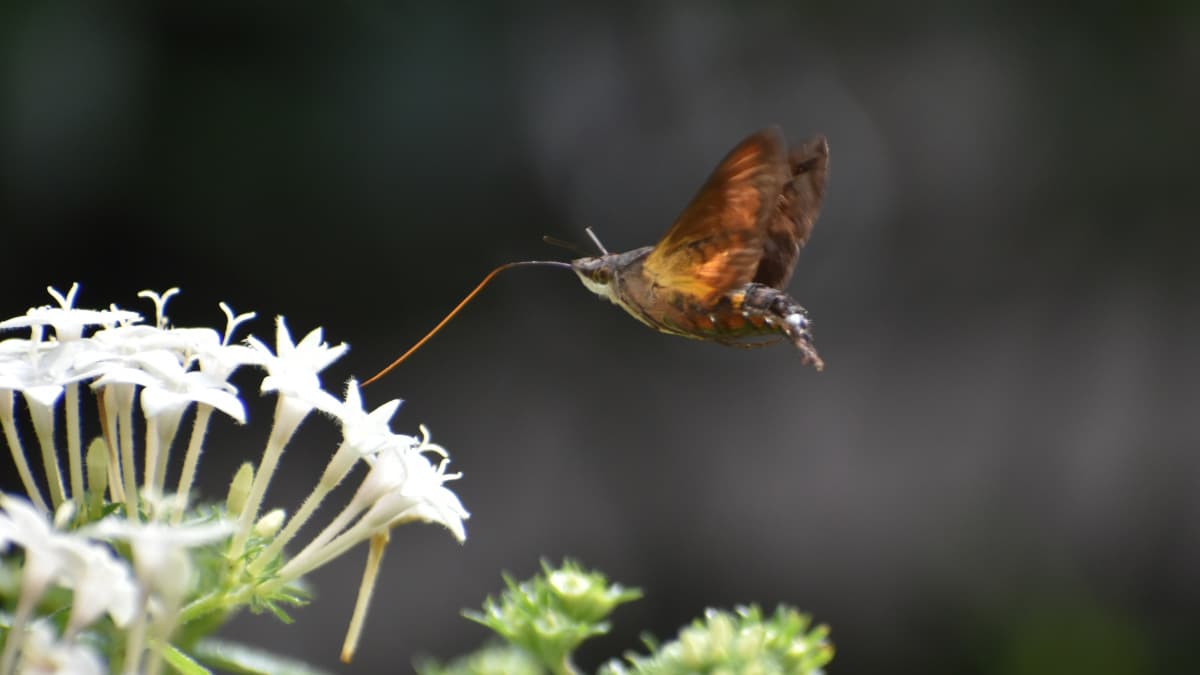 手前から順に蜜を吸っていくホシホウジャク202210-04