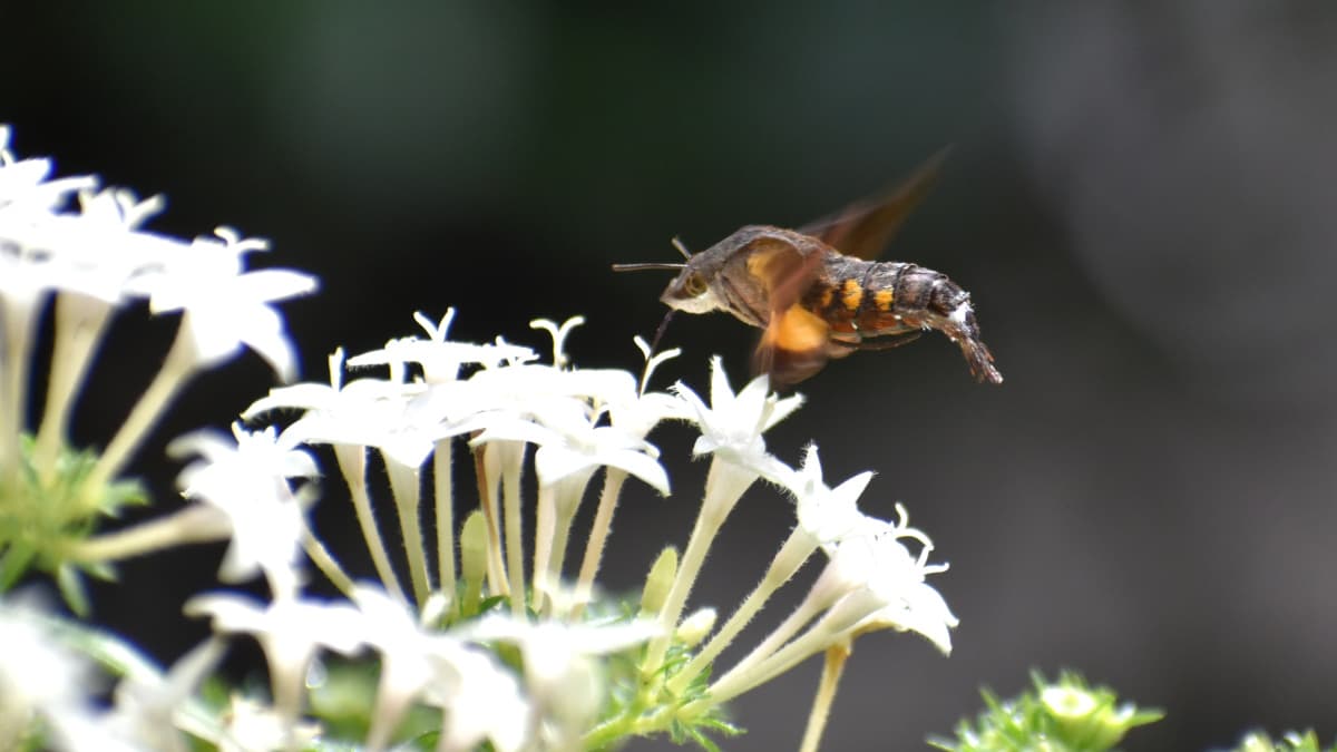手前から順に蜜を吸っていくホシホウジャク202210-05
