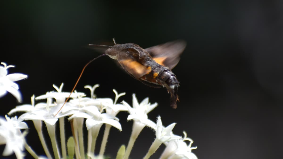 手前から順に蜜を吸っていくホシホウジャク202210-06