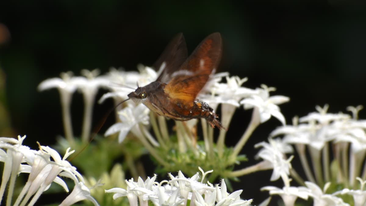 手前から順に蜜を吸っていくホシホウジャク202210-07