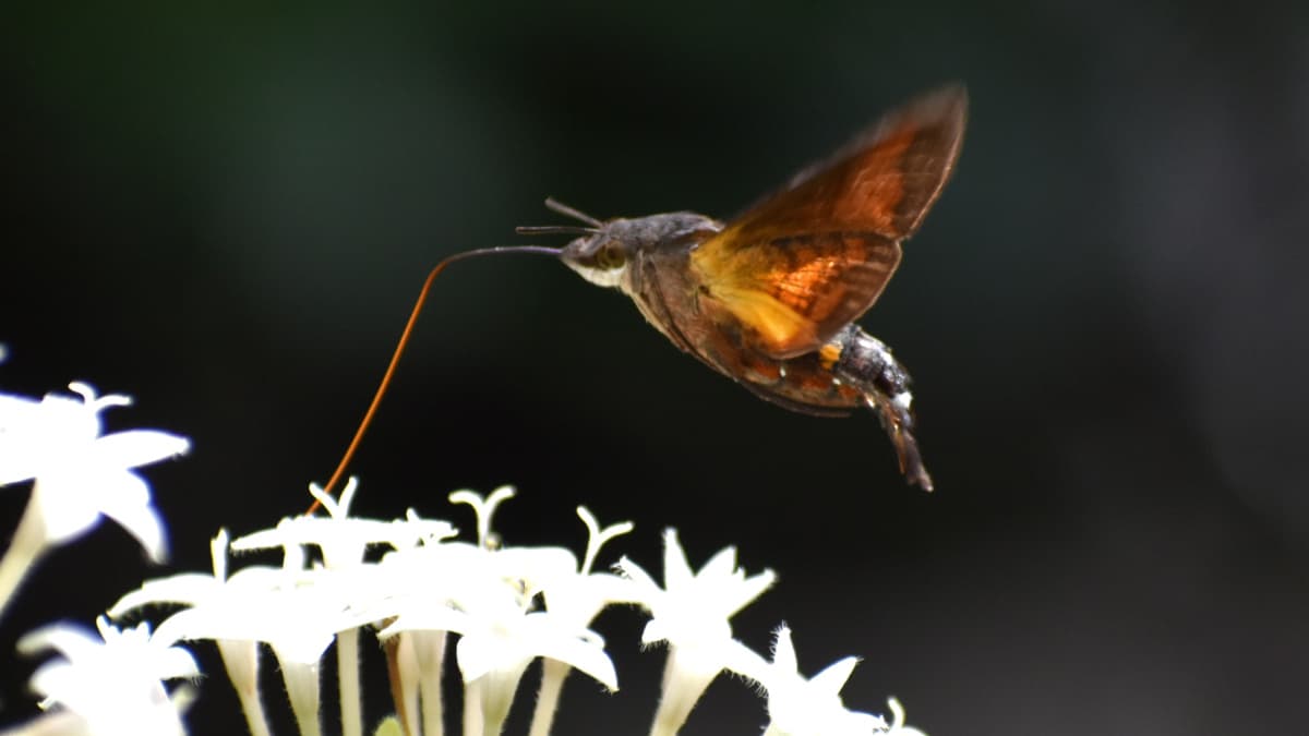手前から順に蜜を吸っていくホシホウジャク202210-08