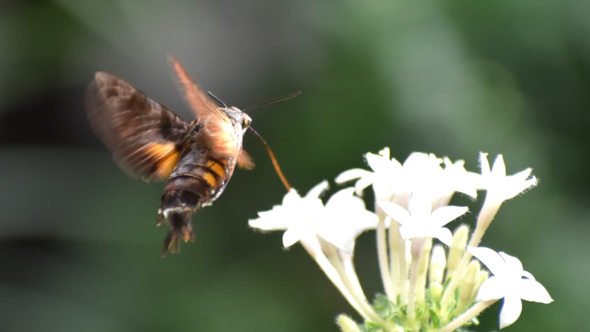 ホシホウジャク羽ばたく姿は鳥202210-09