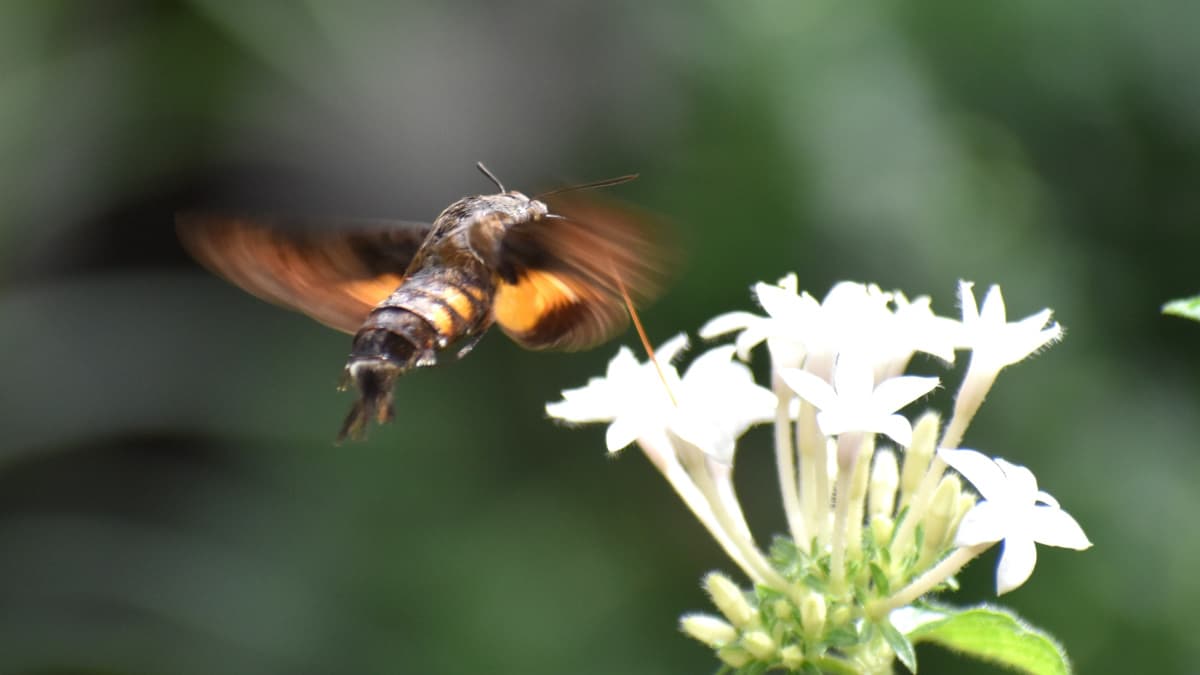 ホシホウジャク羽ばたく姿は鳥202210-10