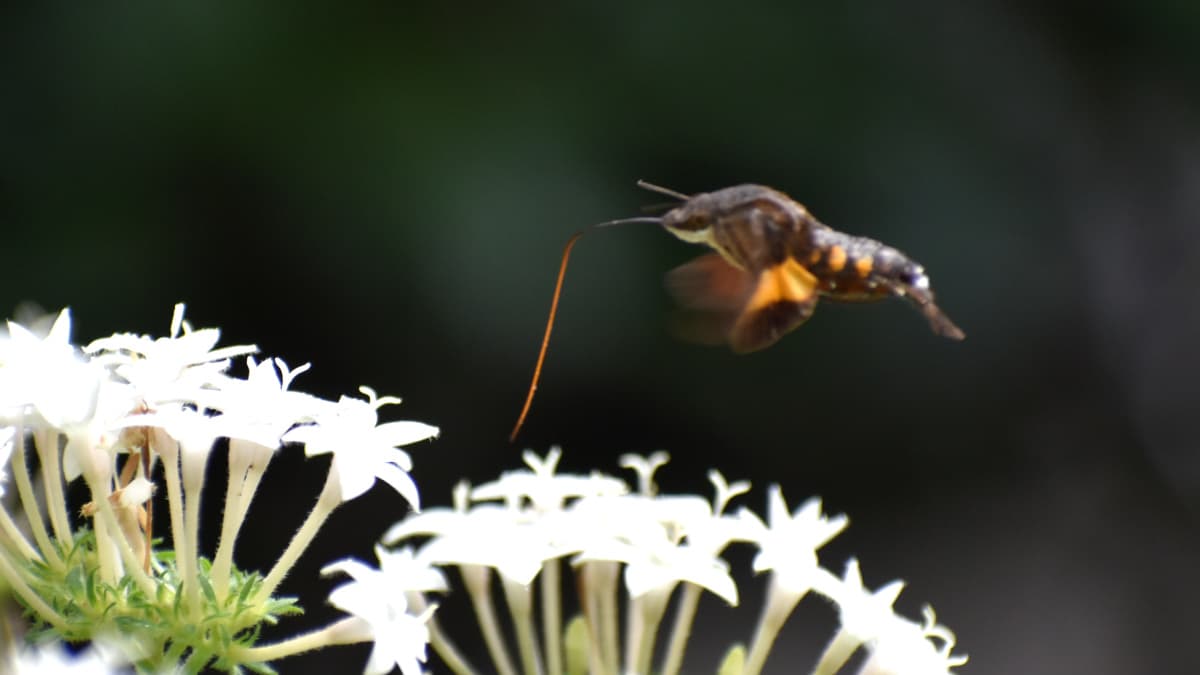 釣り糸のようにストローを垂れているホシホウジャク202210-11