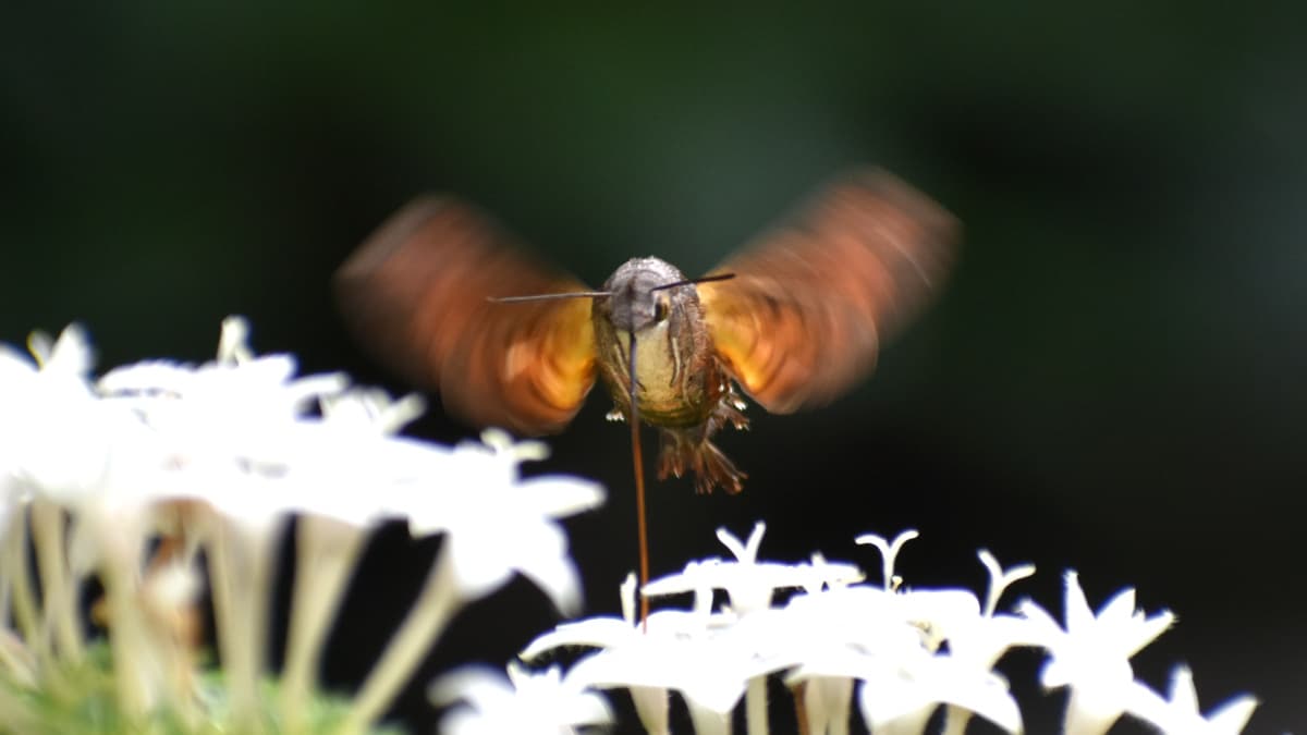 ホシホウジャク羽ばたく姿は鳥202210-12