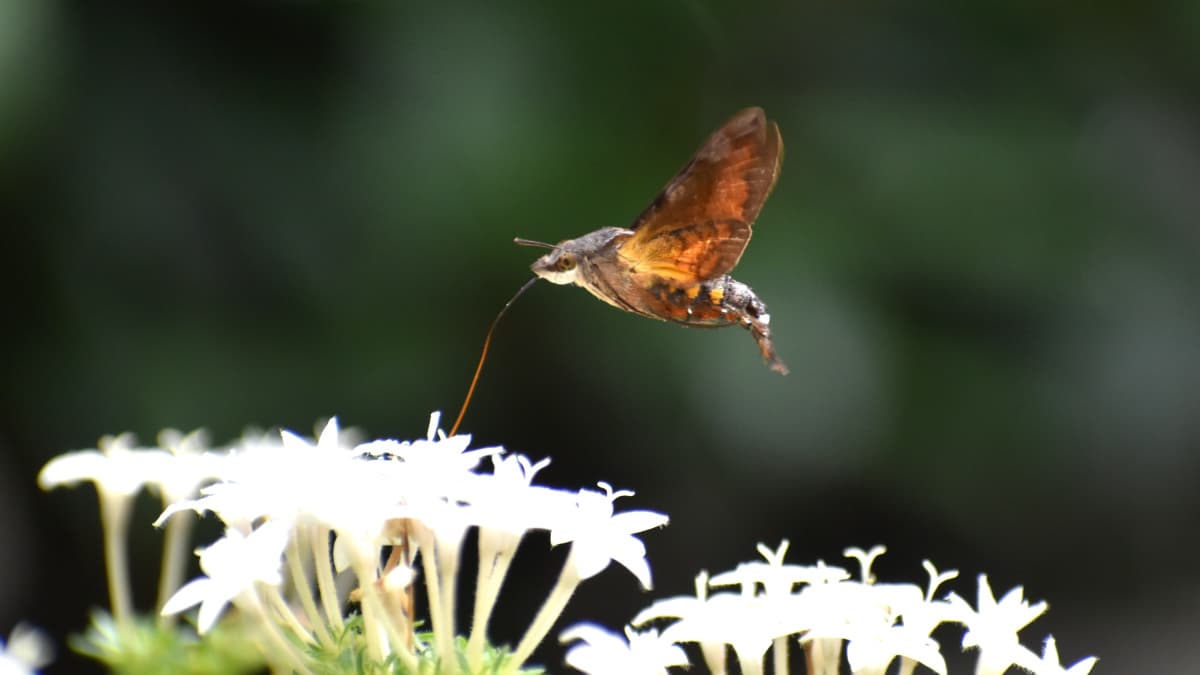 ホシホウジャク羽ばたく姿は鳥202210-13