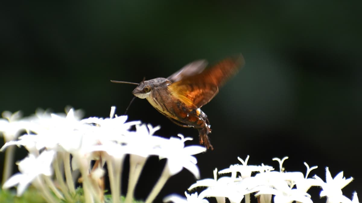 ホシホウジャク羽ばたく姿は鳥202210-14