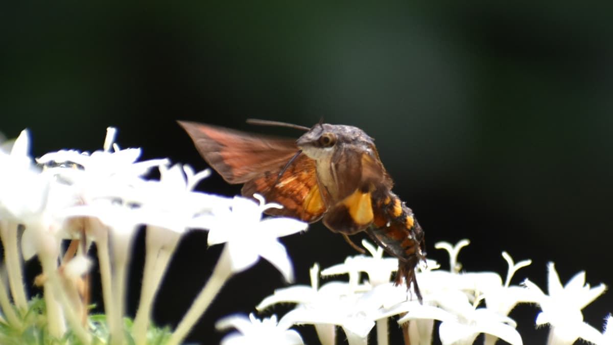 ホシホウジャク羽ばたく姿は鳥202210-15
