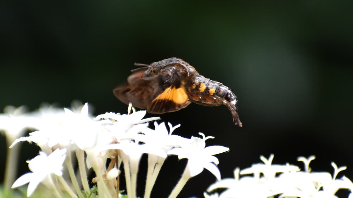 ホシホウジャク真横から胴だけ見るとエビ202210-16