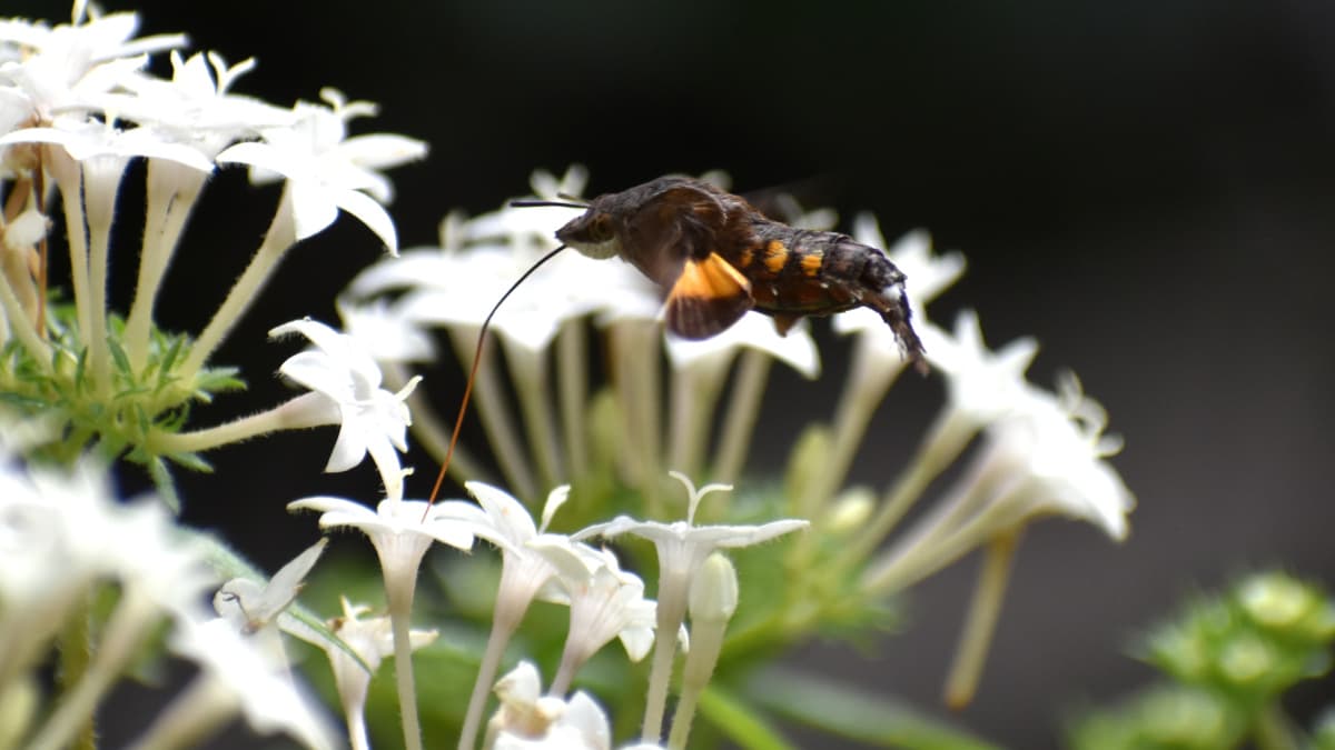 ホシホウジャク真横から胴だけ見るとエビ202210-17