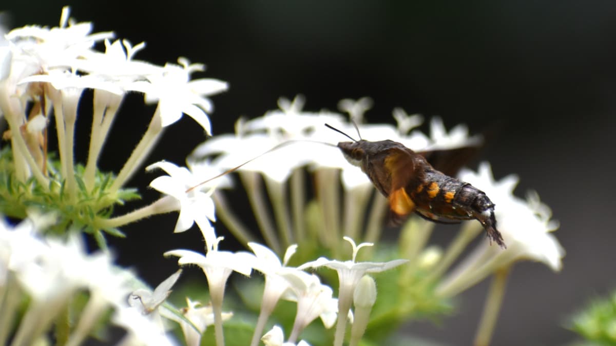 ホシホウジャク真横から胴だけ見るとエビ202210-18