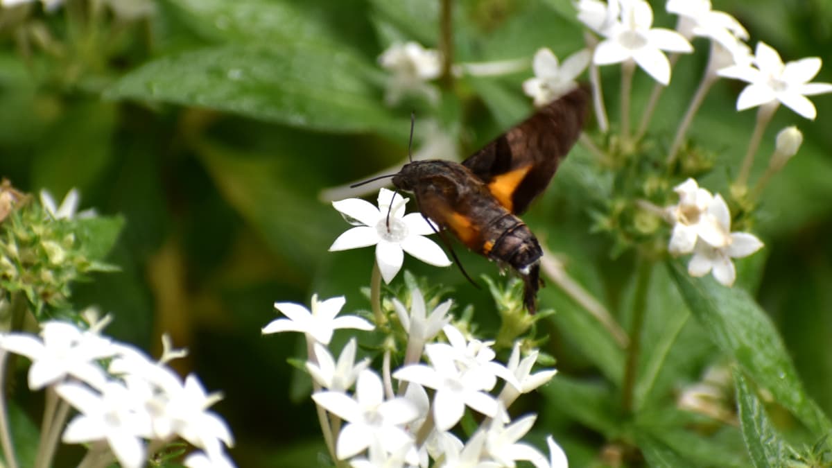 ホシホウジャク202210-19