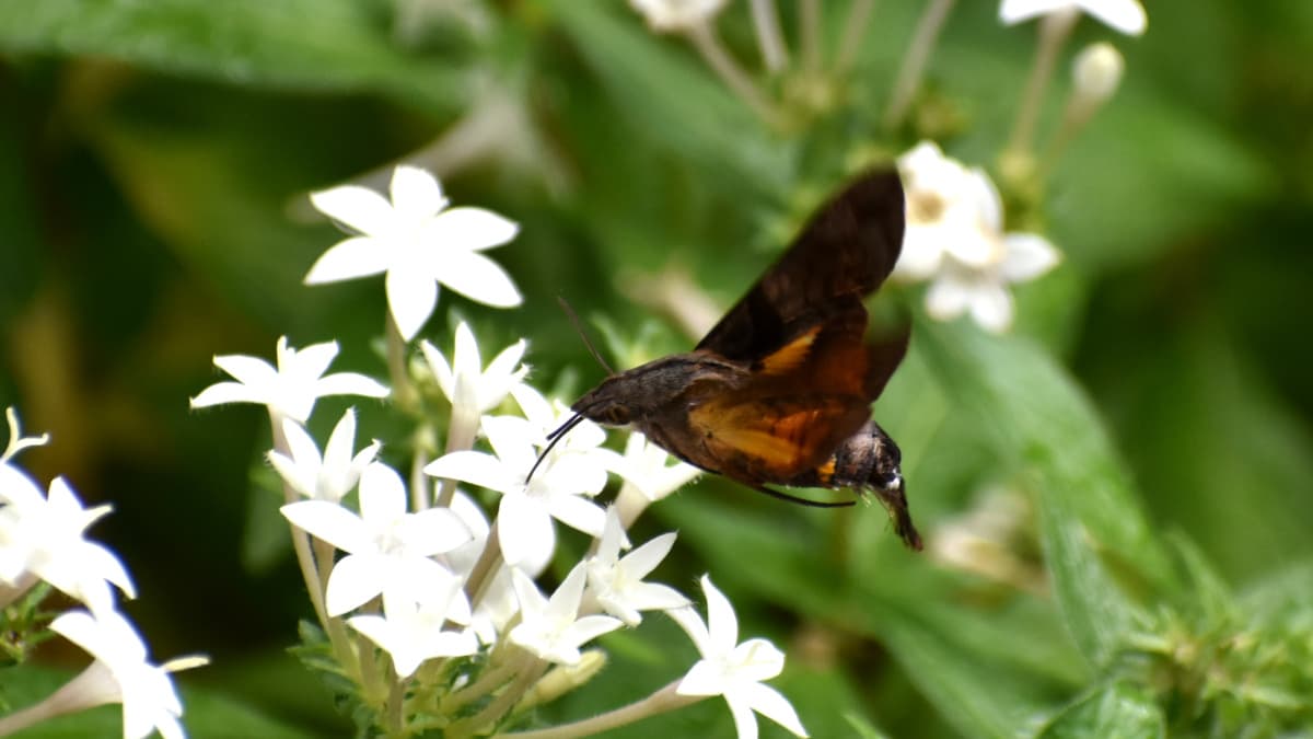 蛾に見えるホシホウジャク202210-20