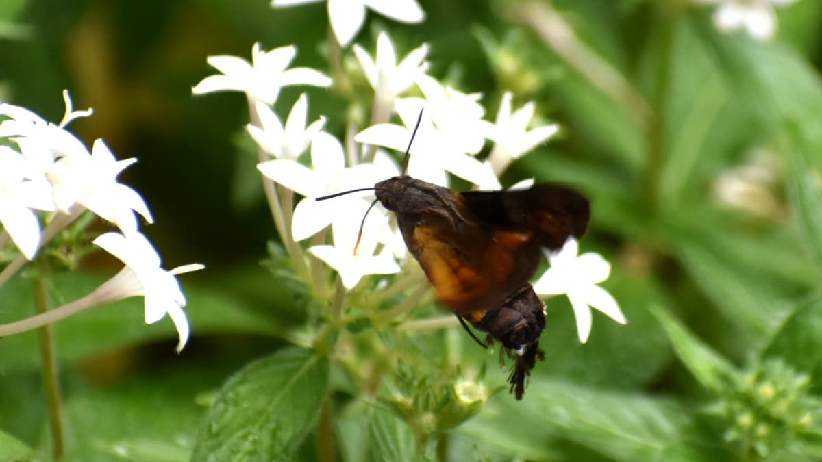蛾に見えるホシホウジャク202210-21