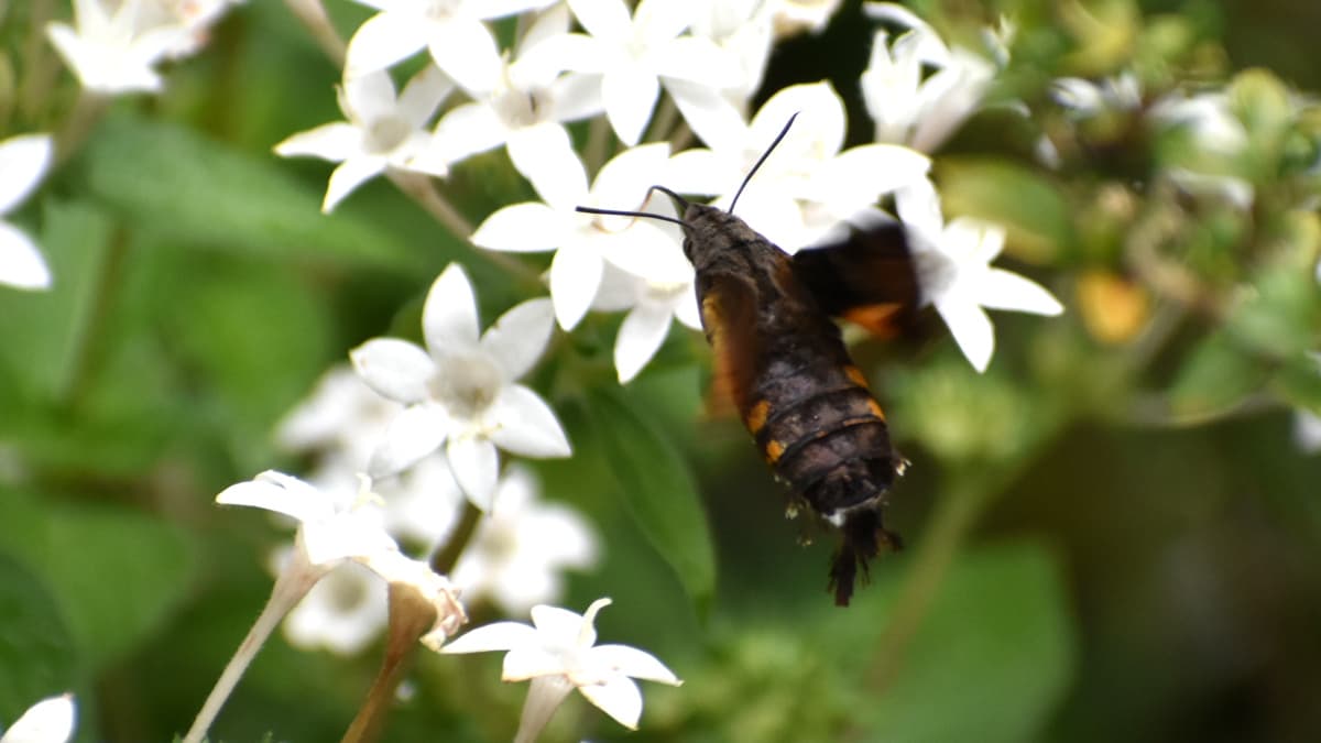蛾に見えるホシホウジャク202210-22