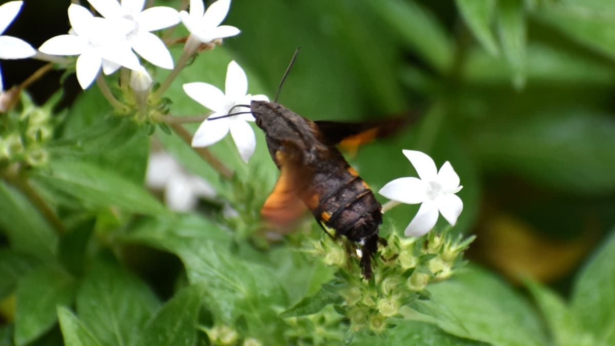 砲弾に見えるホシホウジャク202210-23