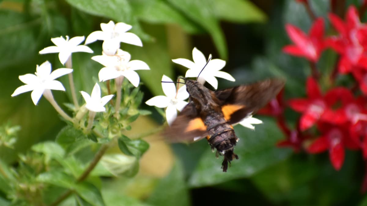 ホシホウジャク202210-24翅の黄色模様がカッコいいアクセント