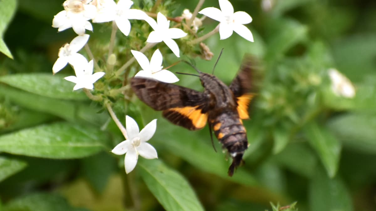 ホシホウジャク202210-25翅の黄色模様がカッコいいアクセント