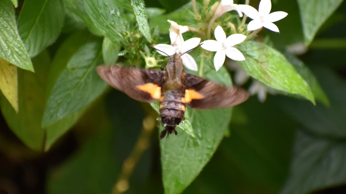 ホシホウジャク202210-26翅の黄色模様がカッコいいアクセント