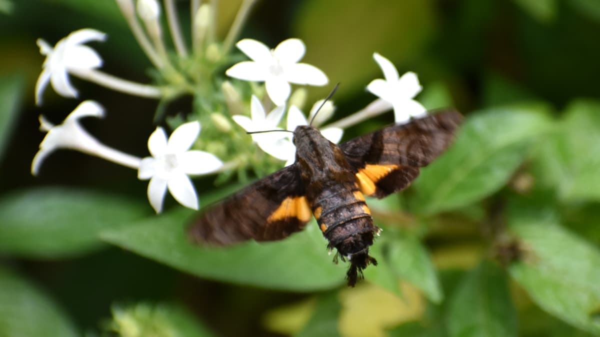 ホシホウジャク202210-27翅の黄色模様がカッコいいアクセント