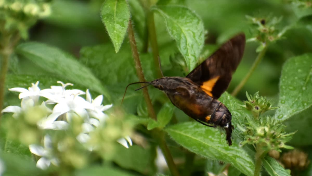 ホシホウジャク202210-28翅の黄色模様がカッコいいアクセント