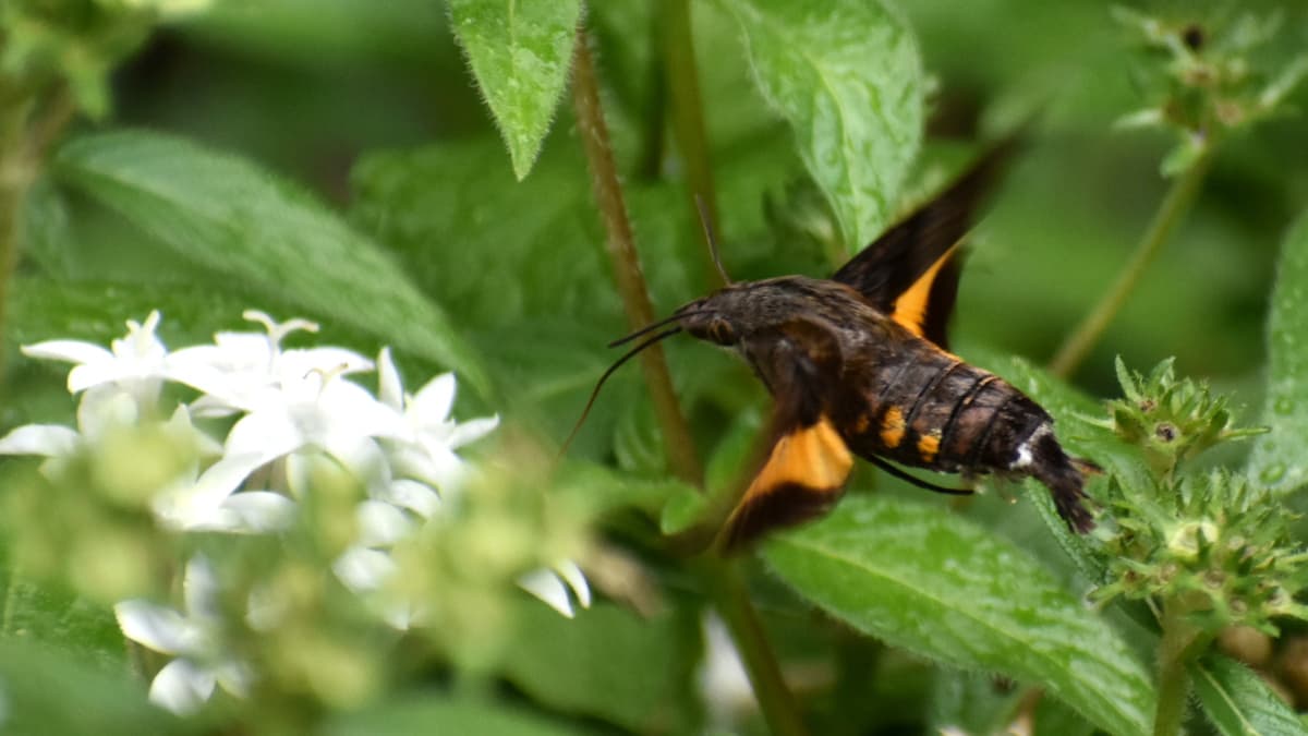 ホシホウジャク202210-29翅の黄色模様がカッコいいアクセント