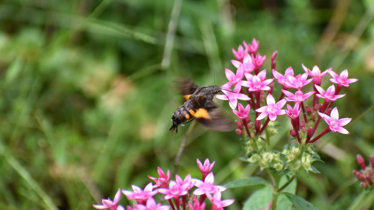 桃ペンタスの蜜を吸うホシホウジャク202210-30
