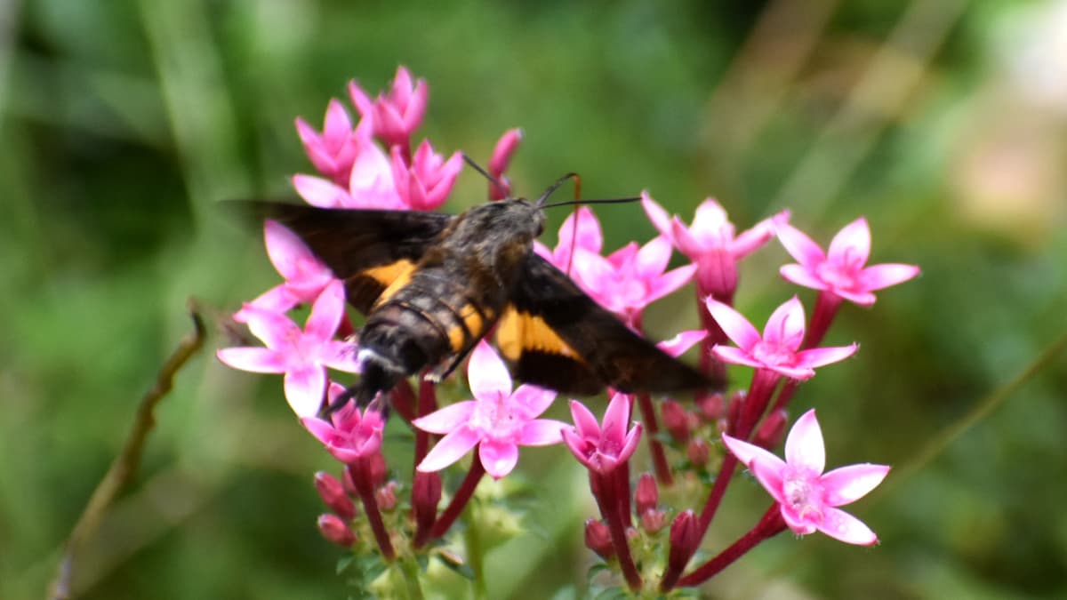 桃ペンタスの蜜を吸うホシホウジャク202210-31